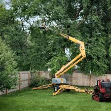 Best Lawn Renovation and Restoration  in Alum Rock, CA