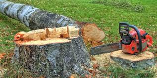 Best Arborist Consultation Services  in Alum Rock, CA