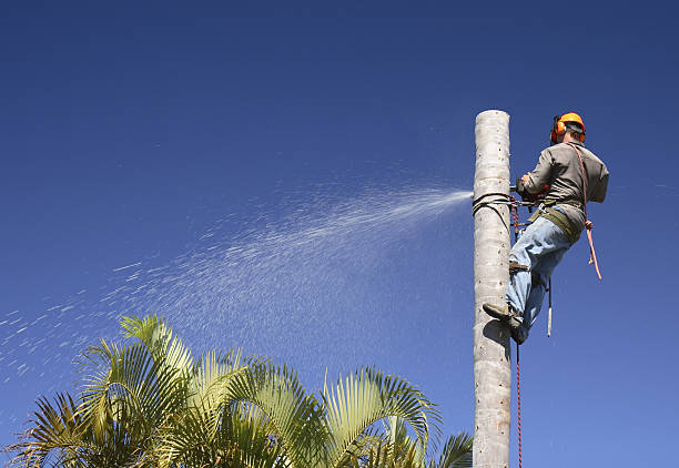 Best Aeration Services  in Alum Rock, CA