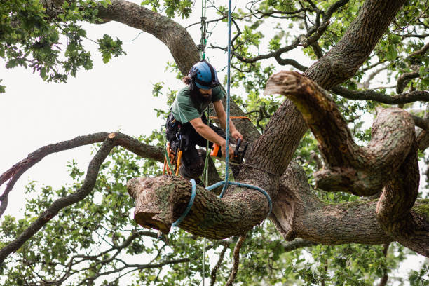 Best Tree Mulching  in Alum Rock, CA