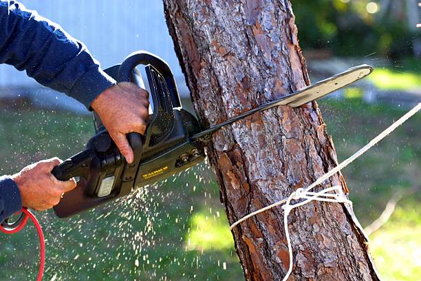 Best Lawn Maintenance Plans  in Alum Rock, CA