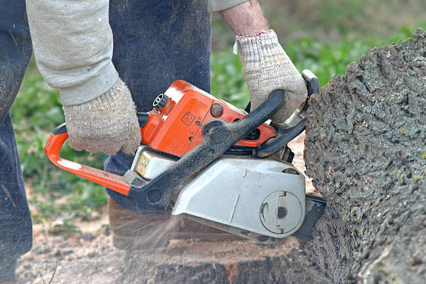 Reliable Alum Rock, CA Tree Care Solutions