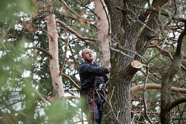 Best Tree Maintenance Programs  in Alum Rock, CA