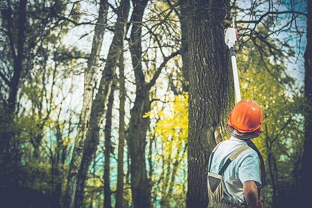 Best Emergency Tree Removal  in Alum Rock, CA