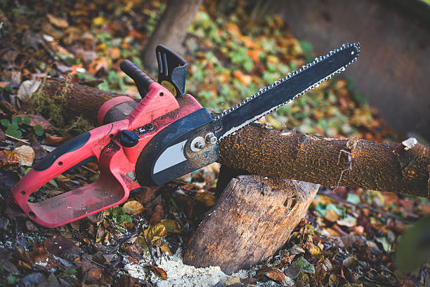 How Our Tree Care Process Works  in  Alum Rock, CA